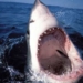 the real and fake about catfish 6706