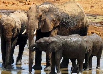 the secret of animals that make humans happier 126124