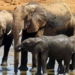 the secret of animals that make humans happier 126124