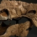 the secret of the dinosaur under the last episode has been revealed 124799
