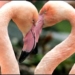 the secret to attracting your partner from animals 7420
