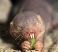 the secret to the long life of african naked mole rats 6425