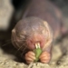 the secret to the long life of african naked mole rats 6425