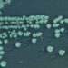 the shape of bacteria that lived 3 8 billion years ago appeared 124697