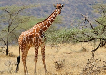 the strange habit of giraffes when searching for a mate 125864