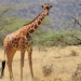 the strange habit of giraffes when searching for a mate 125864