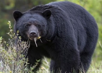 the truth about the bear eating cocaine 126367