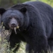 the truth about the bear eating cocaine 126367