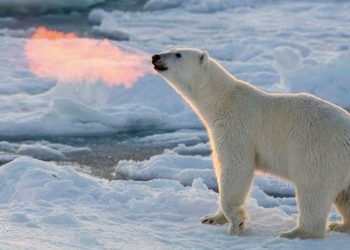 the truth behind the photo of the northern bear breathing fire that has caused a lot of people to be excited 125743