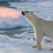 the truth behind the photo of the northern bear breathing fire that has caused a lot of people to be excited 125743