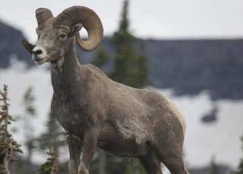 the types of animals that must evolve to adapt and survive until today 125367