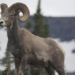 the types of animals that must evolve to adapt and survive until today 125367