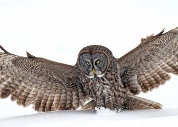 the ultimate harry potter fan can lift 80kg to catch a mouse 126715