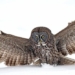 the ultimate harry potter fan can lift 80kg to catch a mouse 126715