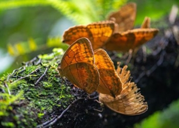 the van nam paradise of a half species of butterfly in china 124865