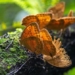 the van nam paradise of a half species of butterfly in china 124865