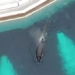the worlds loneliest elephant dies after 12 years of depression 126305