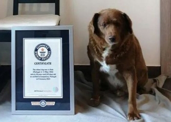 the worlds most expensive dog officially registered in the guinness world records 125644