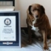 the worlds most expensive dog officially registered in the guinness world records 125644