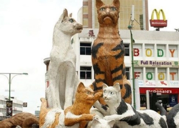 there is a city where cat breeds appear everywhere 125484