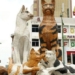 there is a city where cat breeds appear everywhere 125484