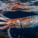 thick lanterns covering the water surface up to 2 4 meters deep near the coast 125366