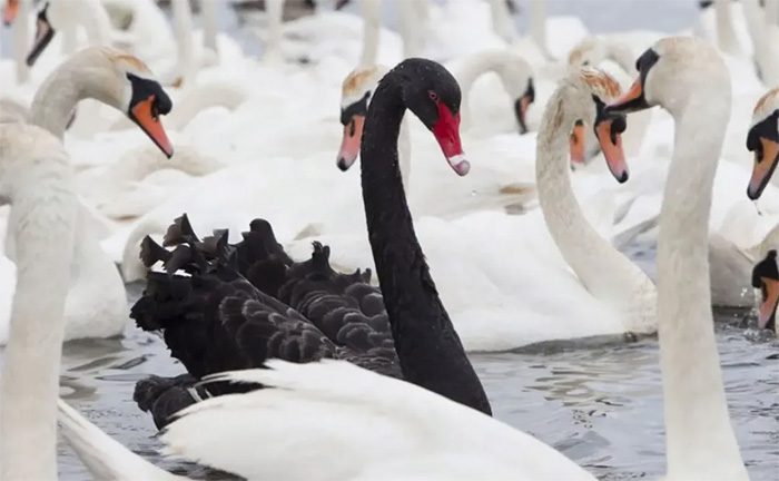 Black swans could face extinction due to avian influenza viruses.