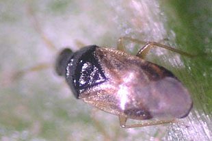 Predatory mite adult