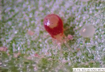 Adult predatory mite