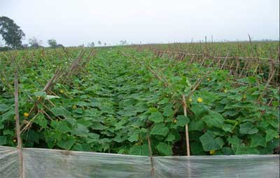 Testing predatory bugs against thrips harming cucumbers