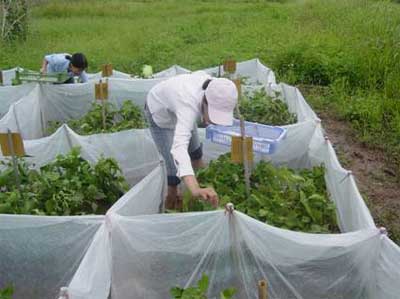 Releasing predatory mites into bean fields