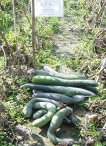 Curved cucumbers attacked by thrips