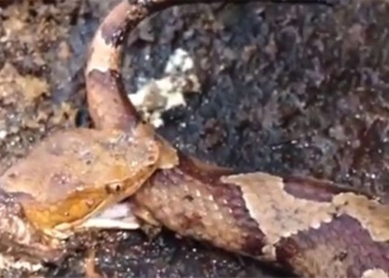 this is the reason why the poisonous snake can still kill a person 124853