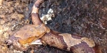 this is the reason why the poisonous snake can still kill a person 124853
