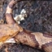 this is the reason why the poisonous snake can still kill a person 124853