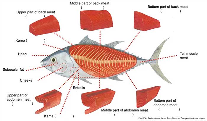 Different parts of bluefin tuna have different prices
