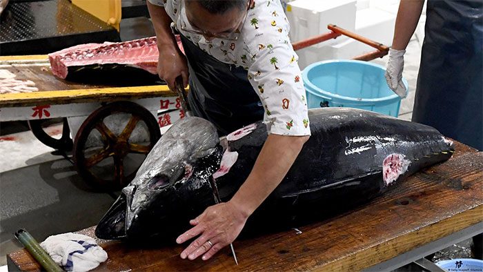 The Japanese perform tuna butchering as an art form
