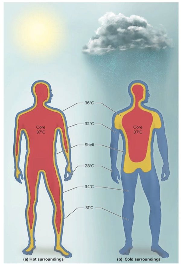 You can proactively cope with this extreme weather in various ways.