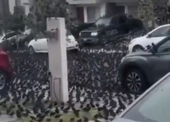 thousands of birds flock to the streets sparking apocalypse rumors 126079
