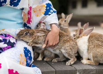 thousands of rabbits in japan face the risk of being slashed just because of a tourist job 125943