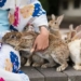 thousands of rabbits in japan face the risk of being slashed just because of a tourist job 125943