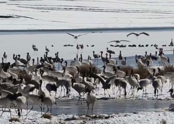thousands of rare and valuable species in the van nam protected area 124981