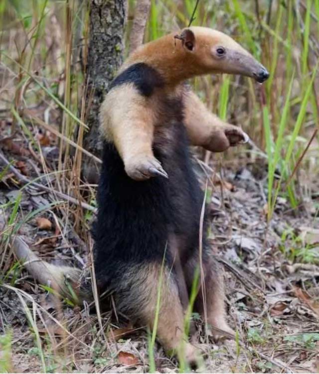 Lesser Anteater