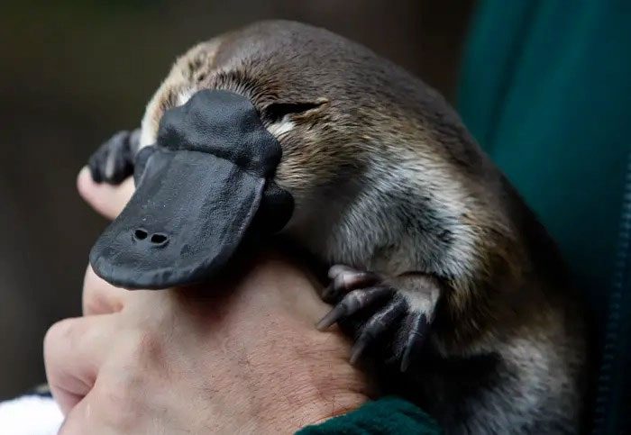 Platypus