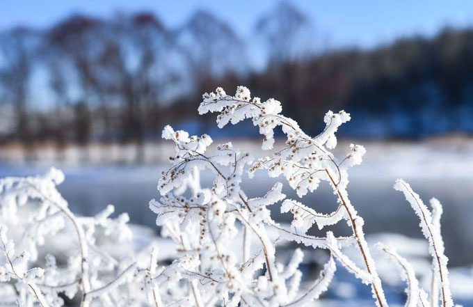 The vegetation surrounding the frozen river.