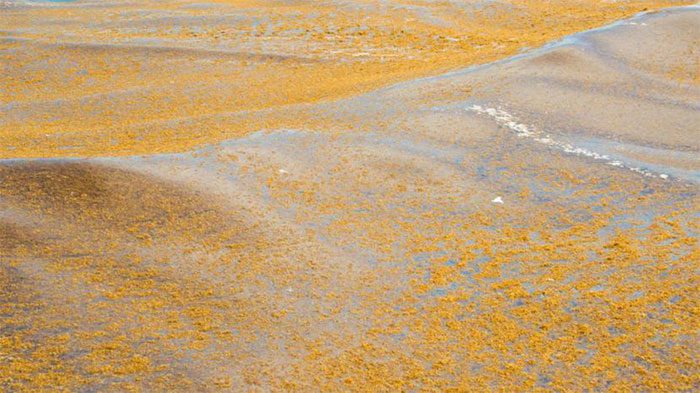 "Golden tide" sargassum