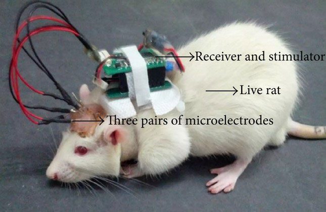 In this hybrid biological system, mice act as sensors thanks to their sensitive sense of smell