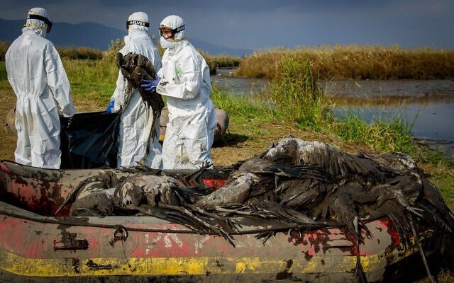 Avian influenza is spreading rapidly in many countries