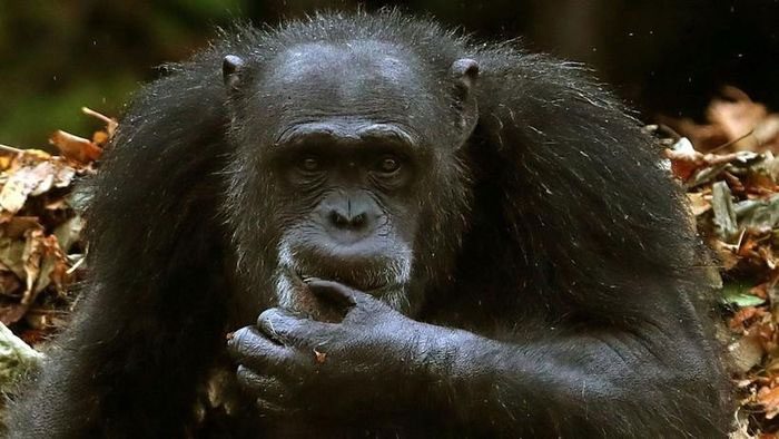 Chimpanzees and bonobos - sharing over 90% similar gestures, are our closest relatives.