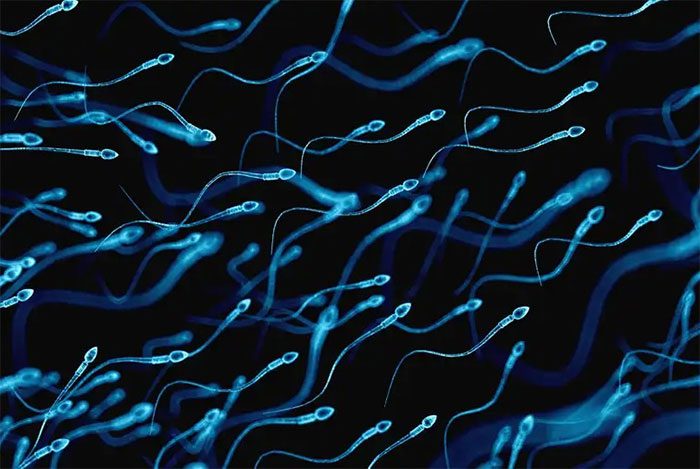 Sperm